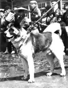 Goromaru 1950, R�de